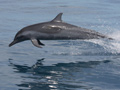 Delfini salto
